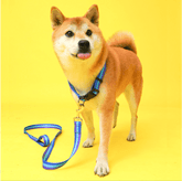 Trio Polyester Dog Collar and Leash Set HedeliE